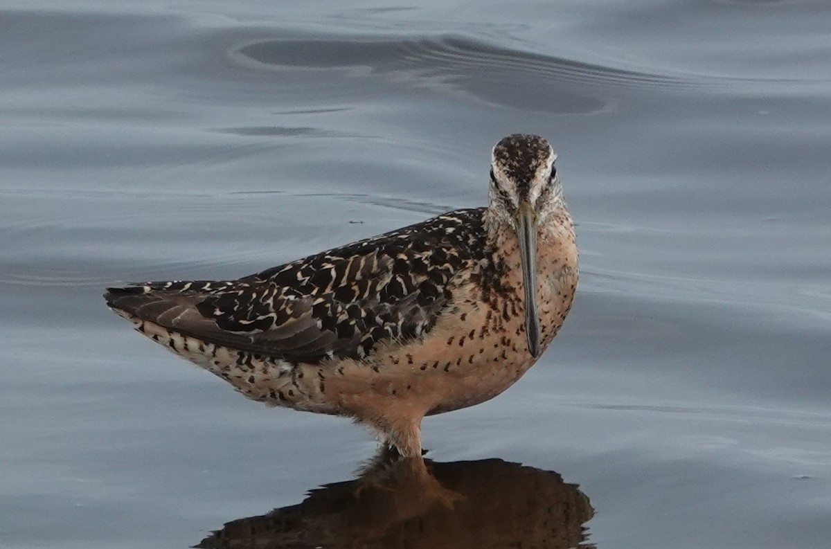 Long-billed Dowitcher - ML359949341