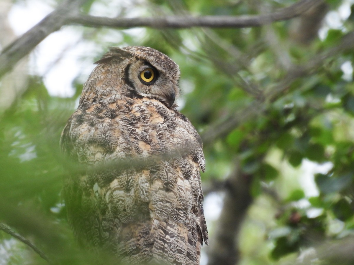 Great Horned Owl - ML359950041