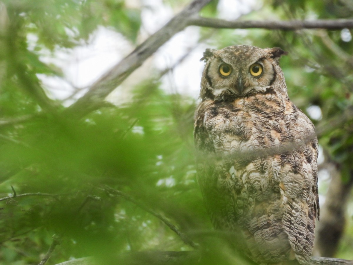 Great Horned Owl - ML359950081