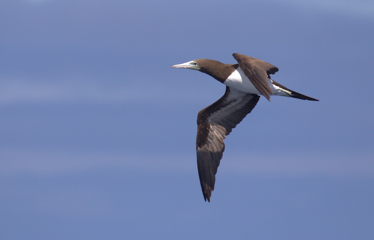 Brown Booby - ML359954331