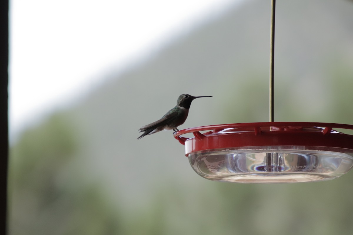 Broad-tailed Hummingbird - ML359956281