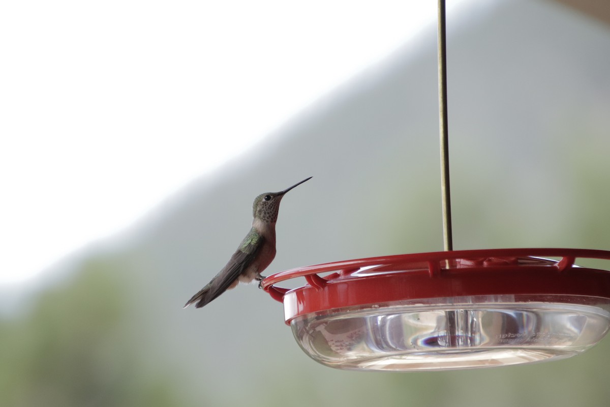 Broad-tailed Hummingbird - ML359956941