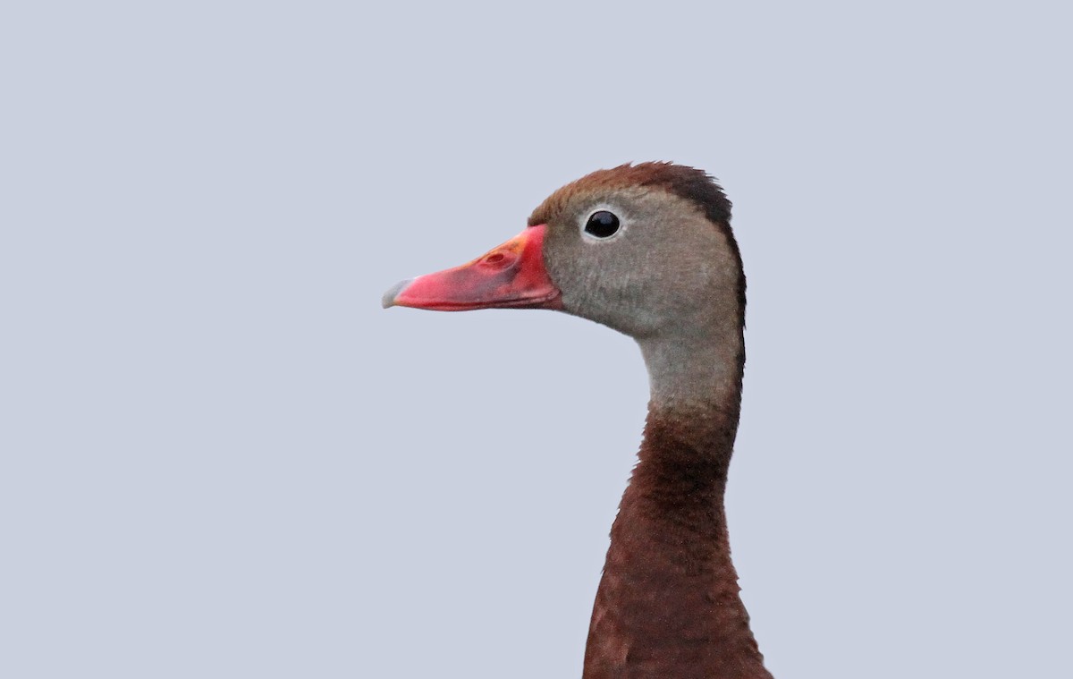 Black-bellied Whistling-Duck - ML35996031