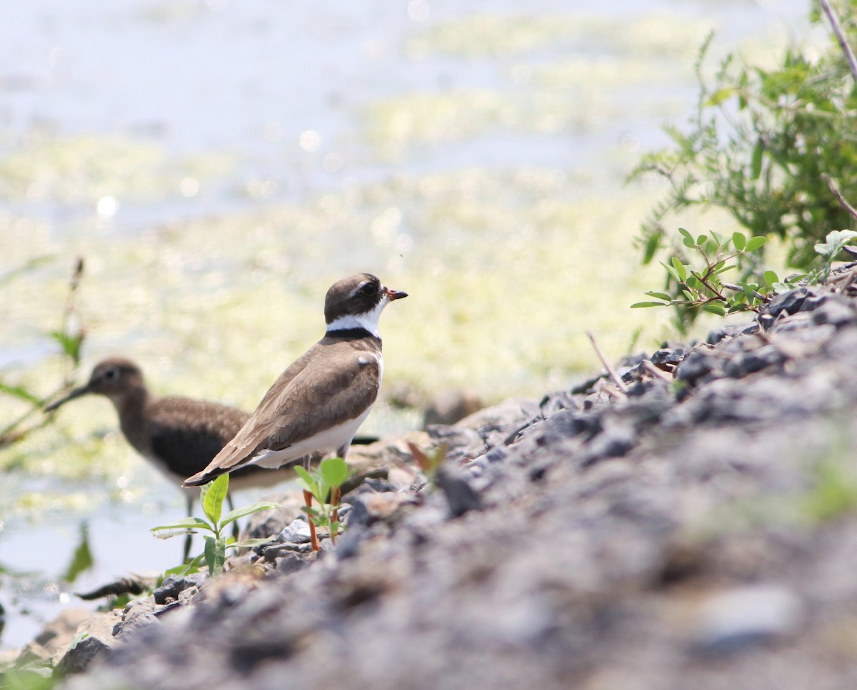 Semipalmated Plover - ML359964551