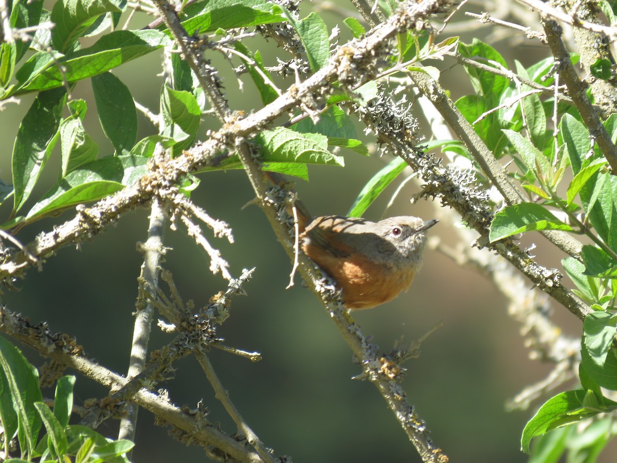 Russet-bellied Spinetail - ML359967171