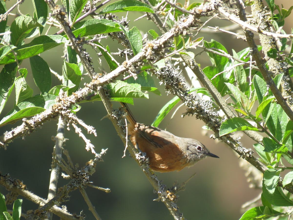 Russet-bellied Spinetail - ML359967181