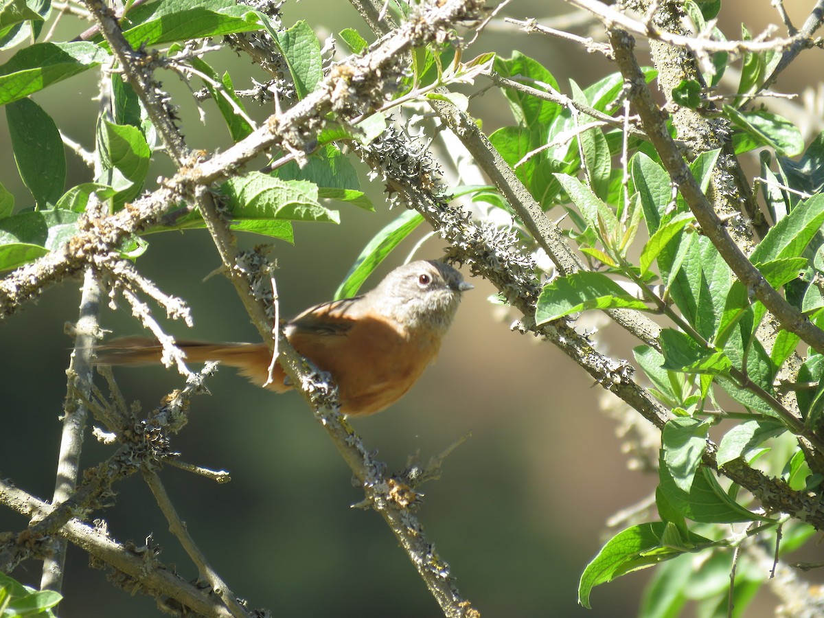 Russet-bellied Spinetail - ML359967191
