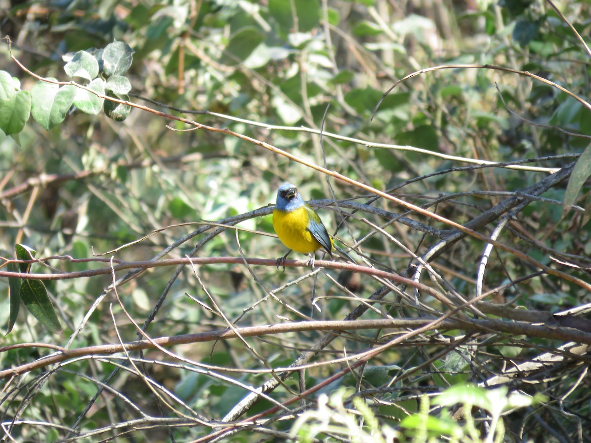 Blue-and-yellow Tanager - ML359967271