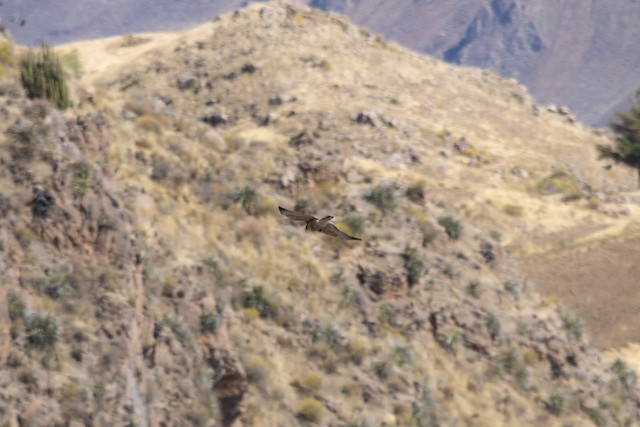 Bird foraging in its nonbreeding habitat; Arequipa, Peru. - White-throated Hawk - 