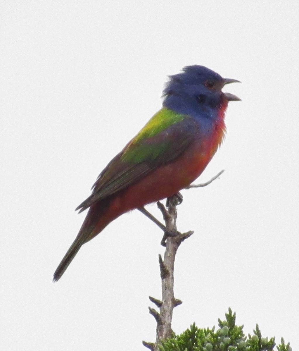 Painted Bunting - ML359982061