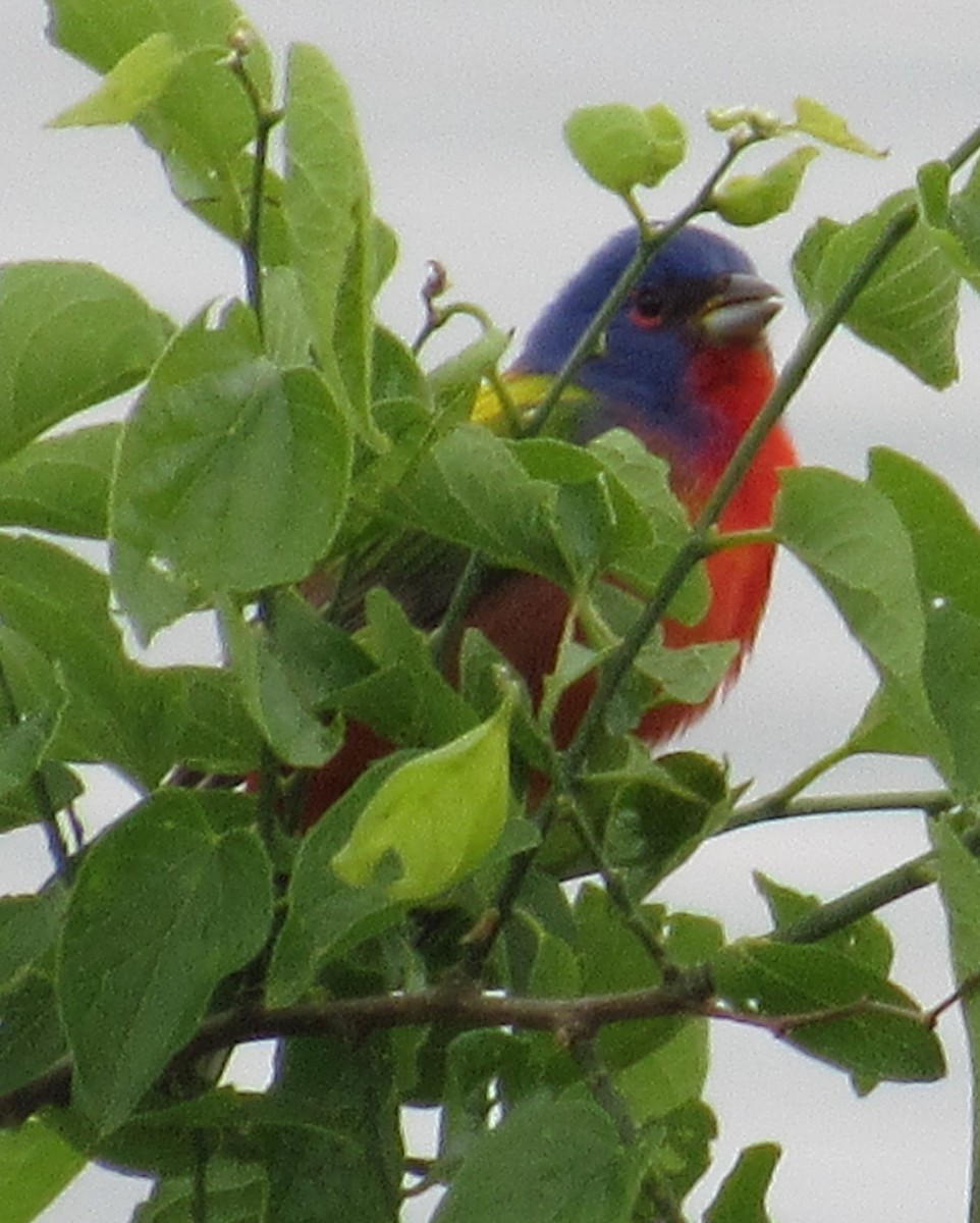Painted Bunting - ML359982071