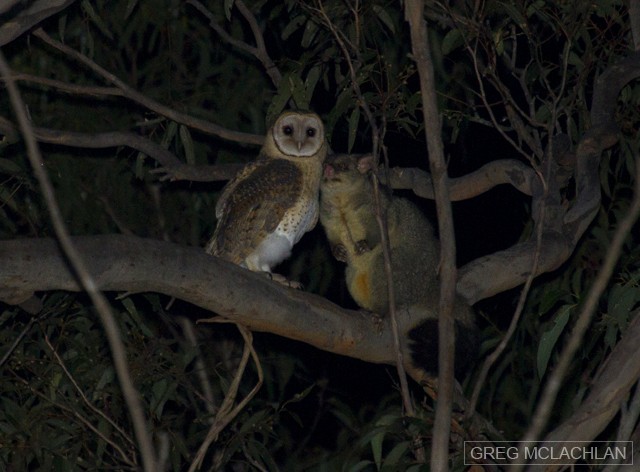 Australian Masked-Owl - Greg McLachlan