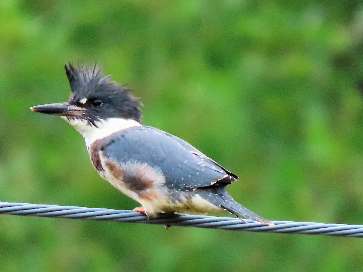 Belted Kingfisher - ML359986991