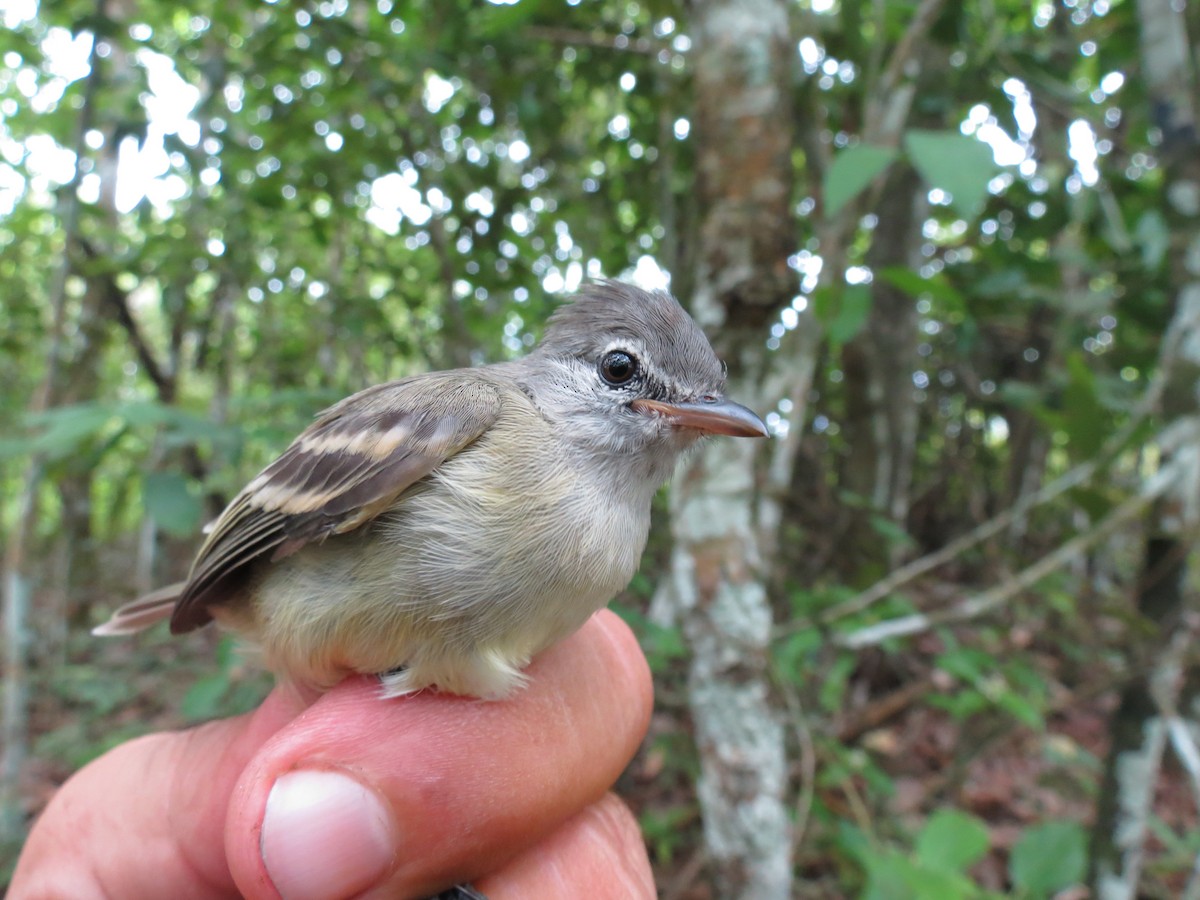 Northern Mouse-colored Tyrannulet - ML359987151