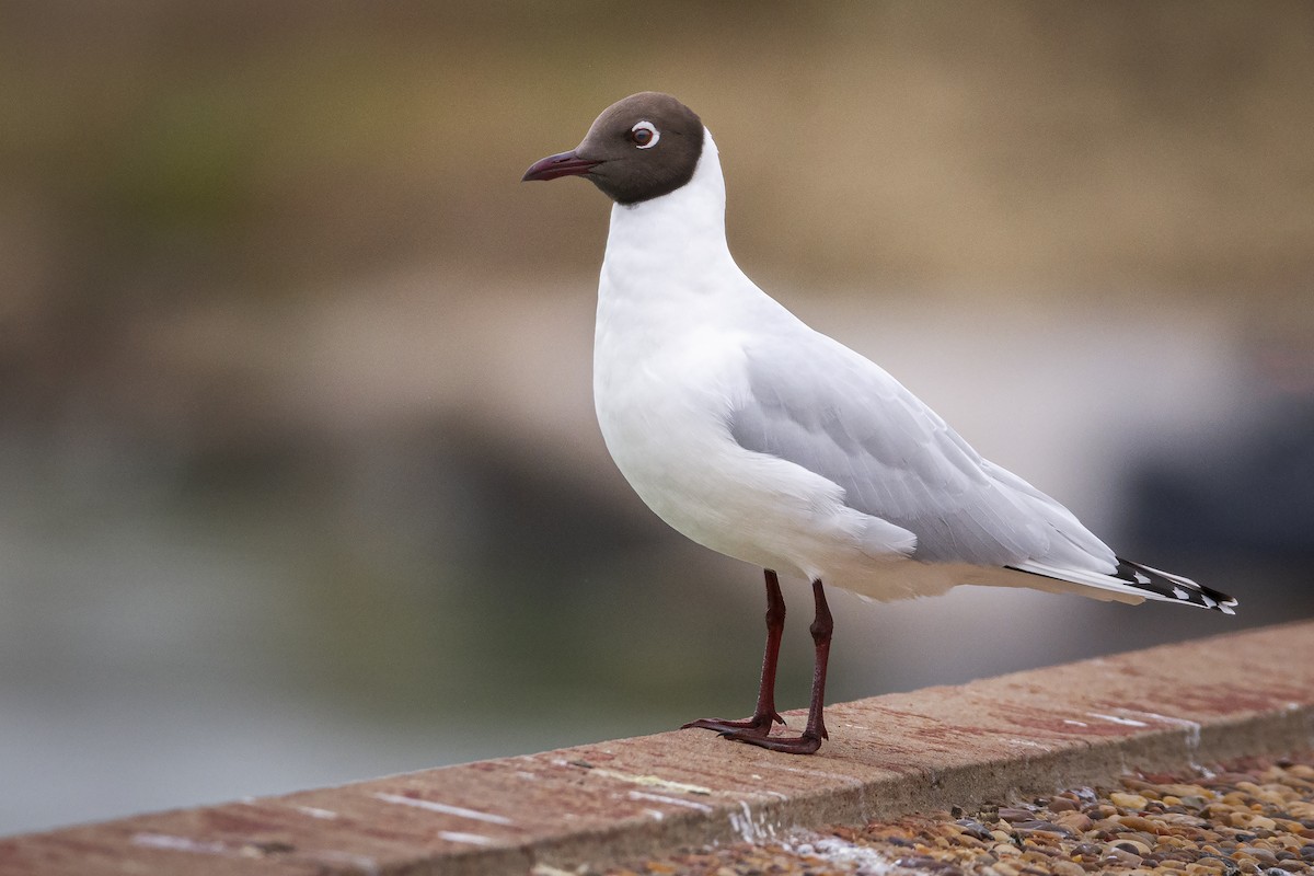 Brown-hooded Gull - ADRIAN GRILLI