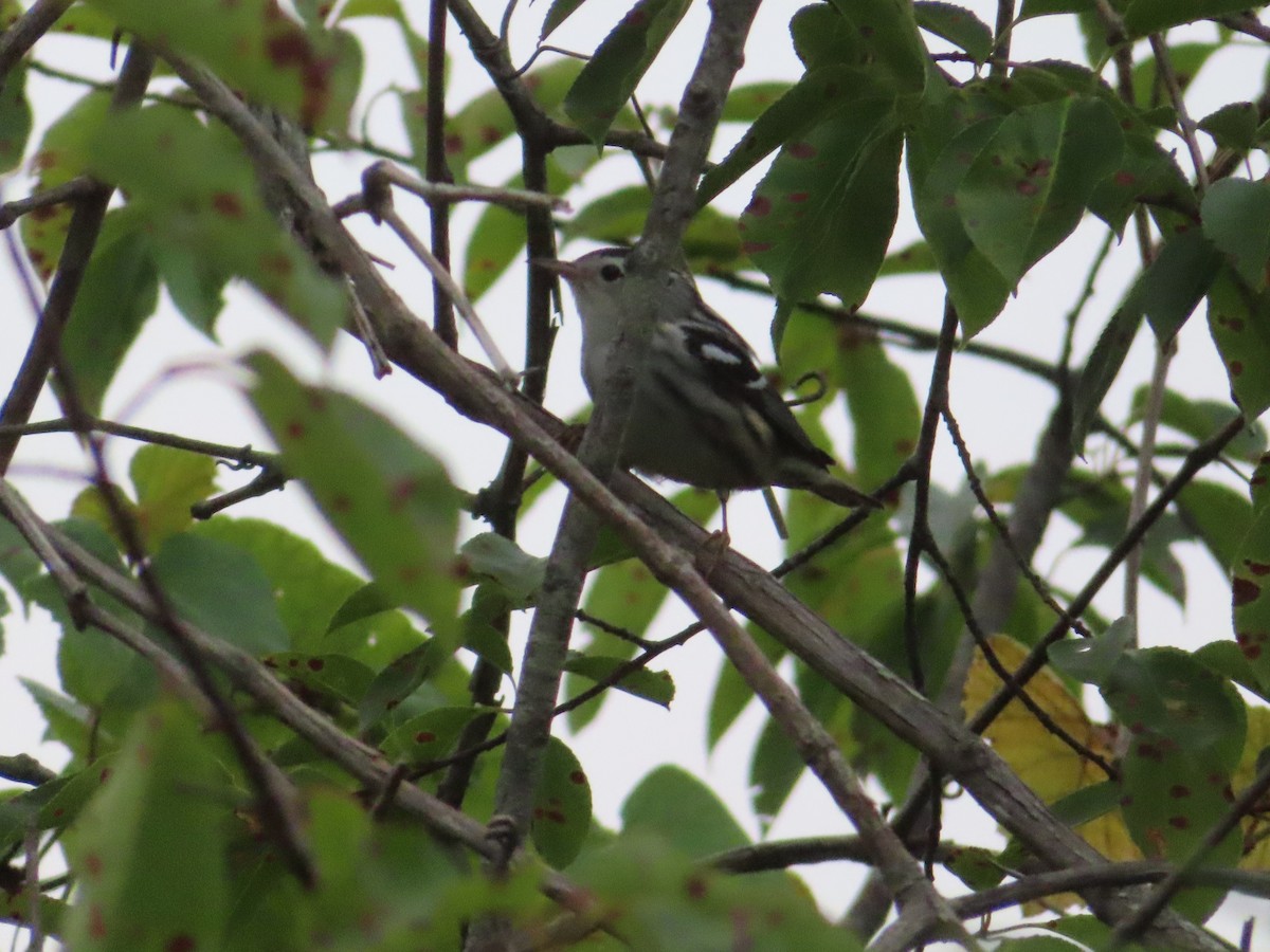 Black-and-white Warbler - ML359994491
