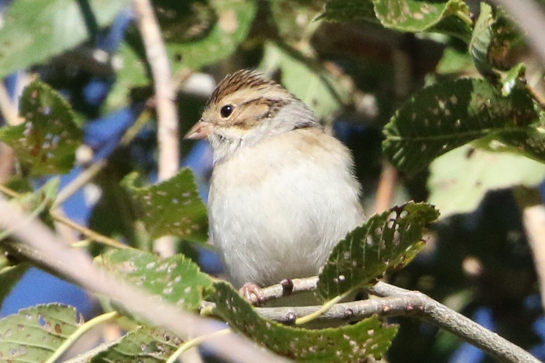 Clay-colored Sparrow - ML36000111