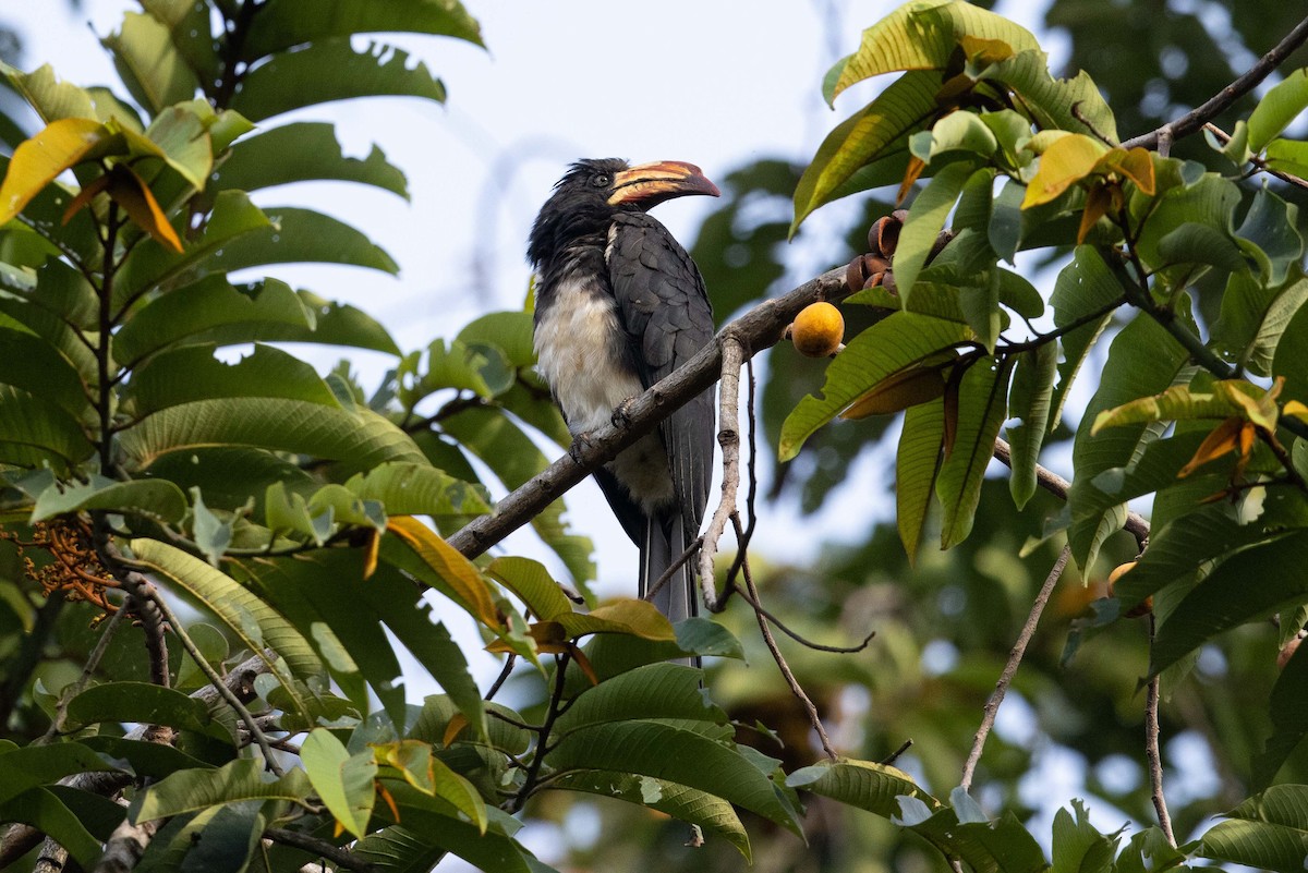 Congo Pied Hornbill - Eric VanderWerf