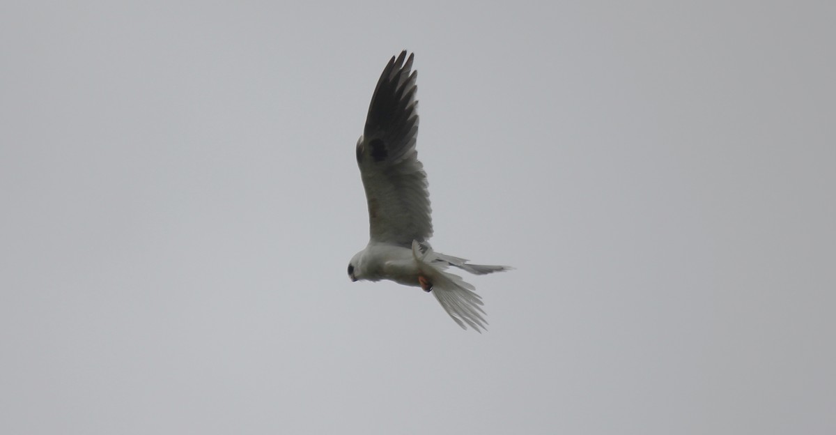 White-tailed Kite - ML36000721