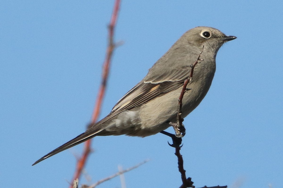 Townsend's Solitaire - ML36000741