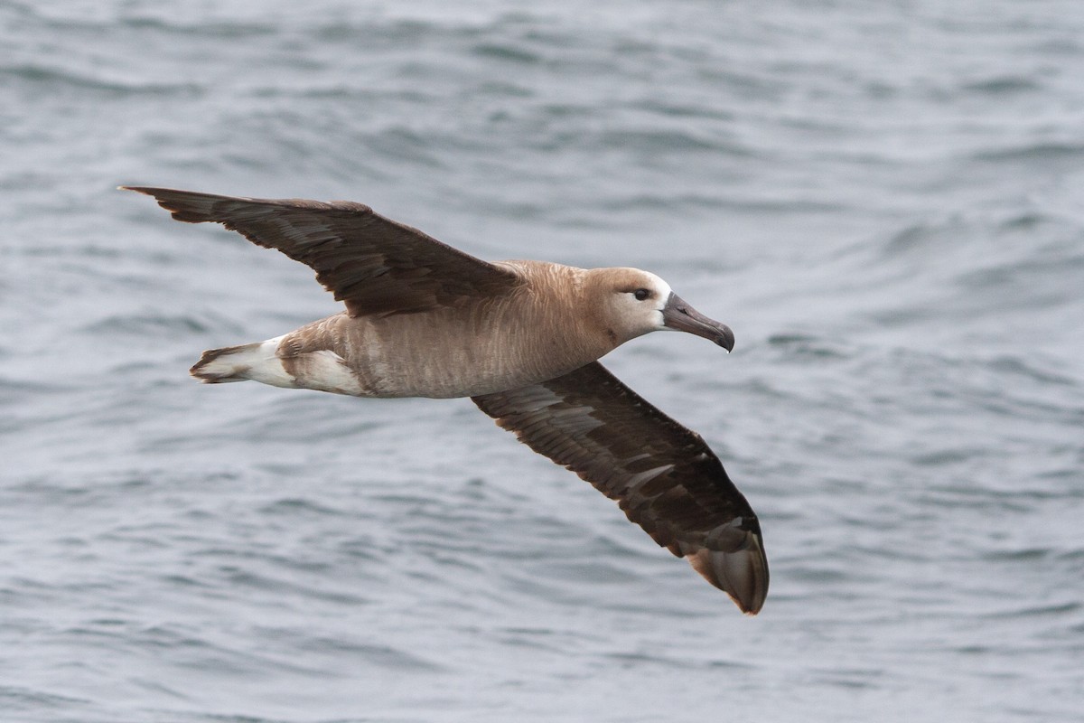 Albatros à pieds noirs - ML360009811