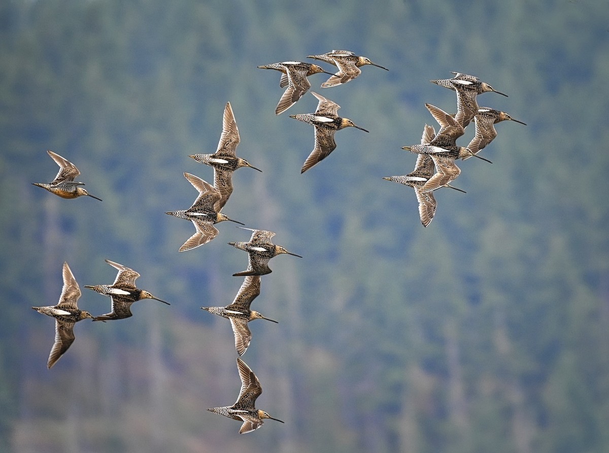 Long-billed Dowitcher - ML360014241