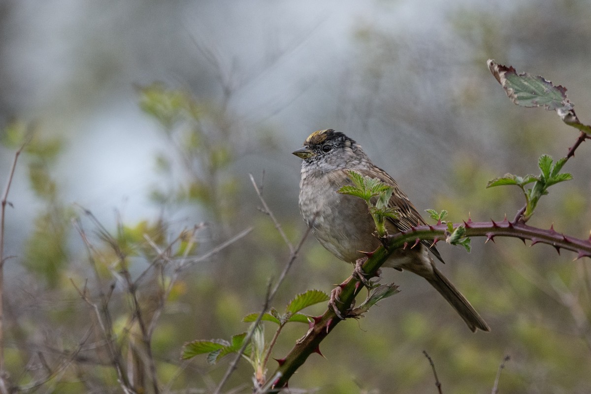 Golden-crowned Sparrow - ML360014951