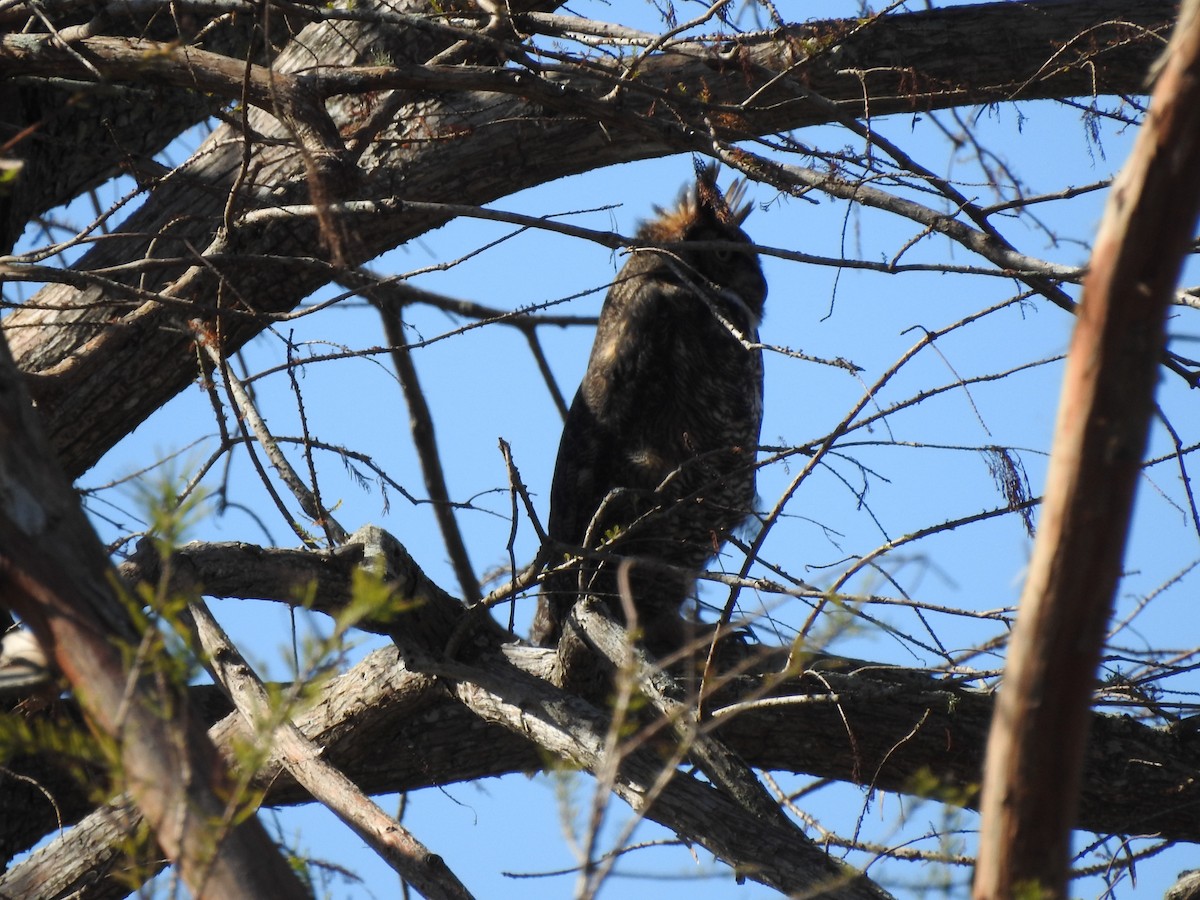 Great Horned Owl - ML360015061