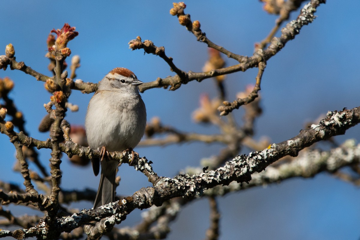 Chipping Sparrow - ML360015191