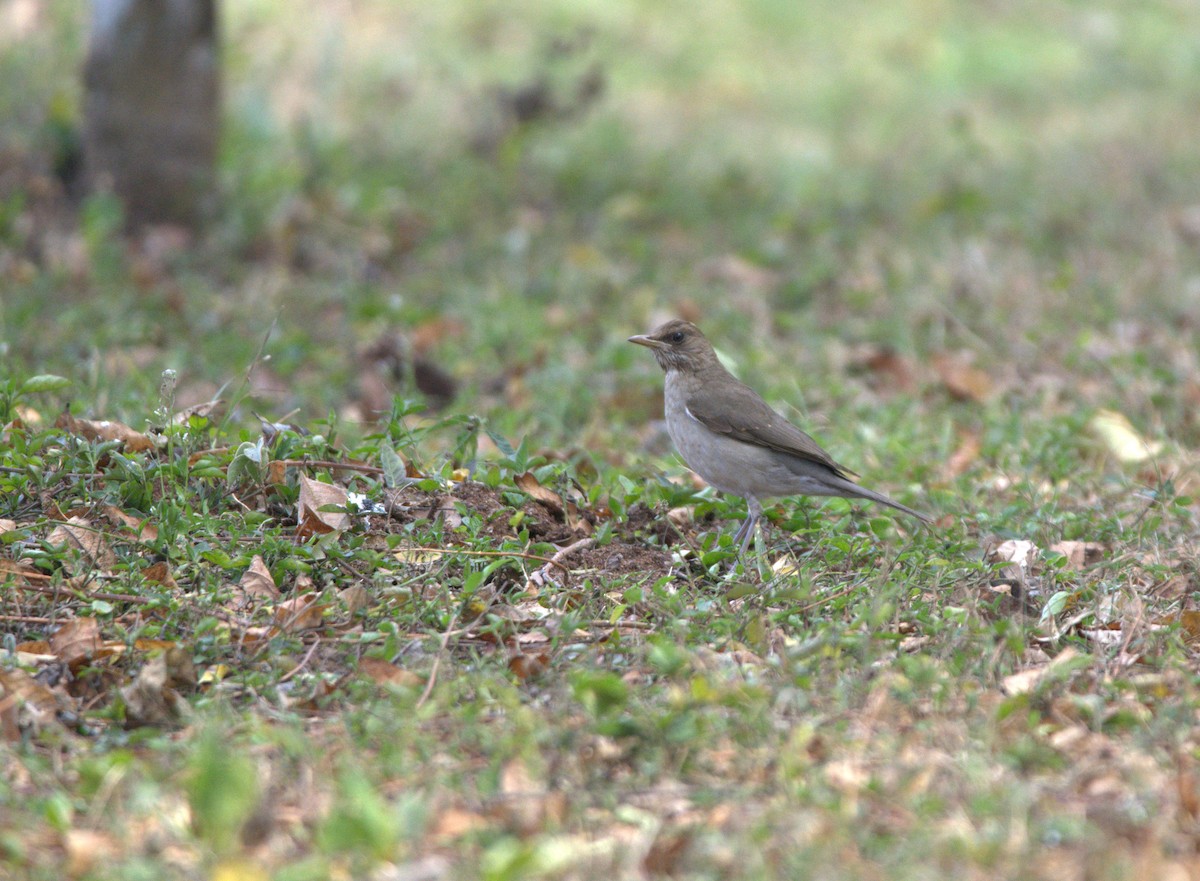 Creamy-bellied Thrush - ML360019291
