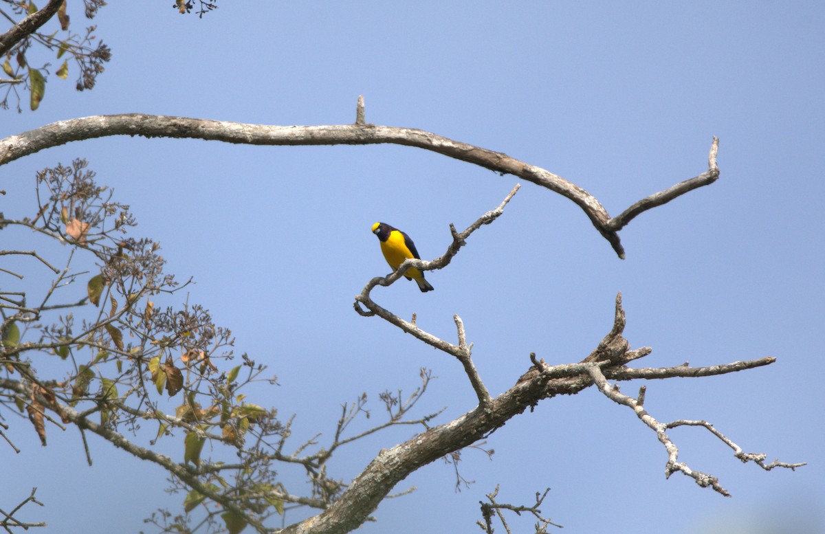 Purple-throated Euphonia - ML360019331
