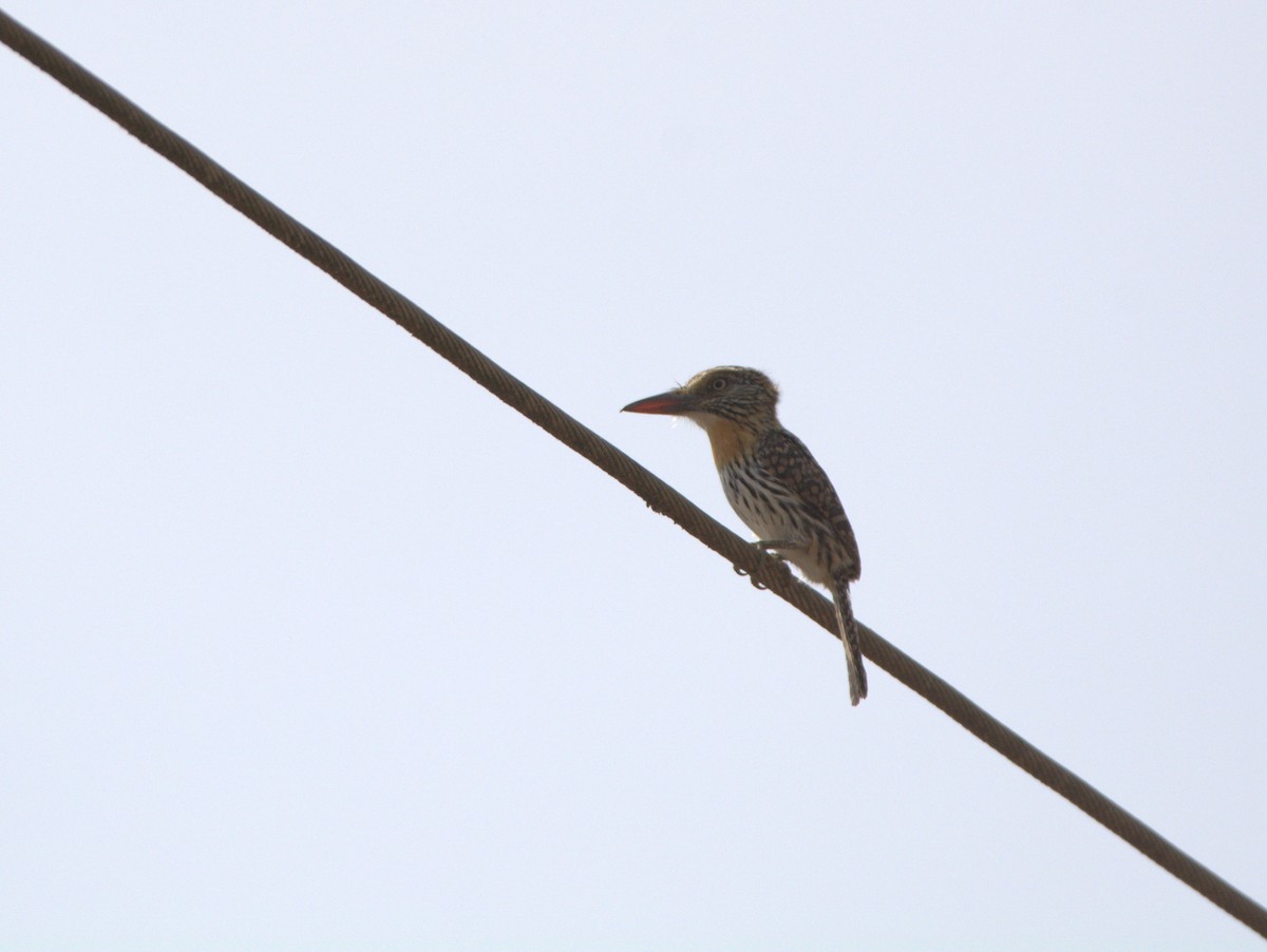 Spot-backed Puffbird - ML360019501