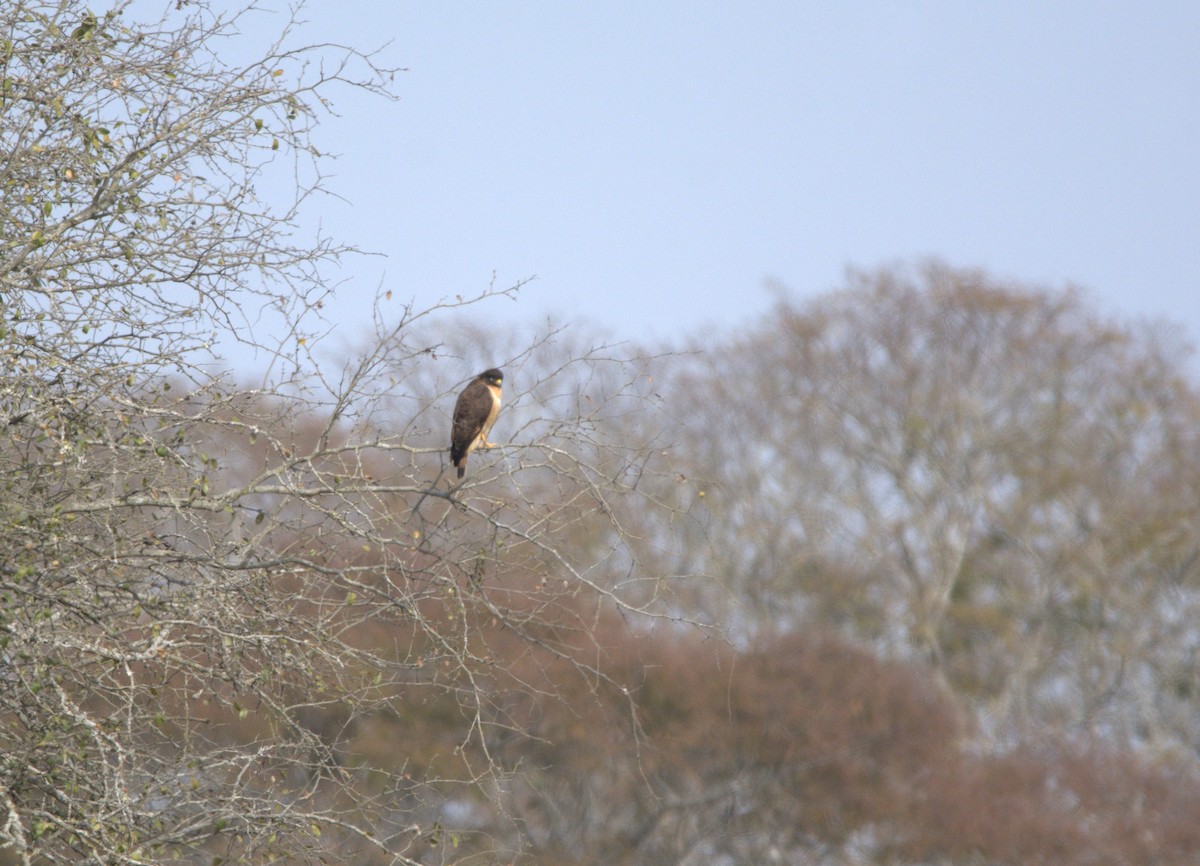 Roadside Hawk - ML360023441