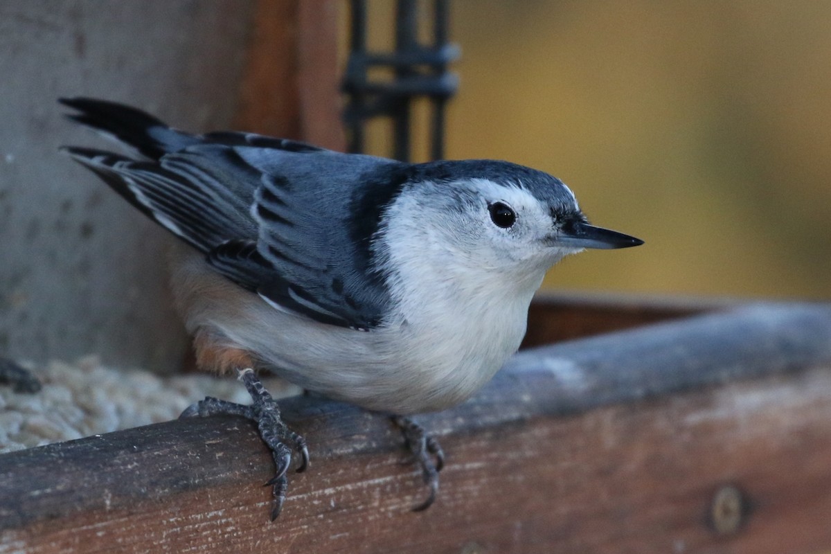 White-breasted Nuthatch - ML36003011