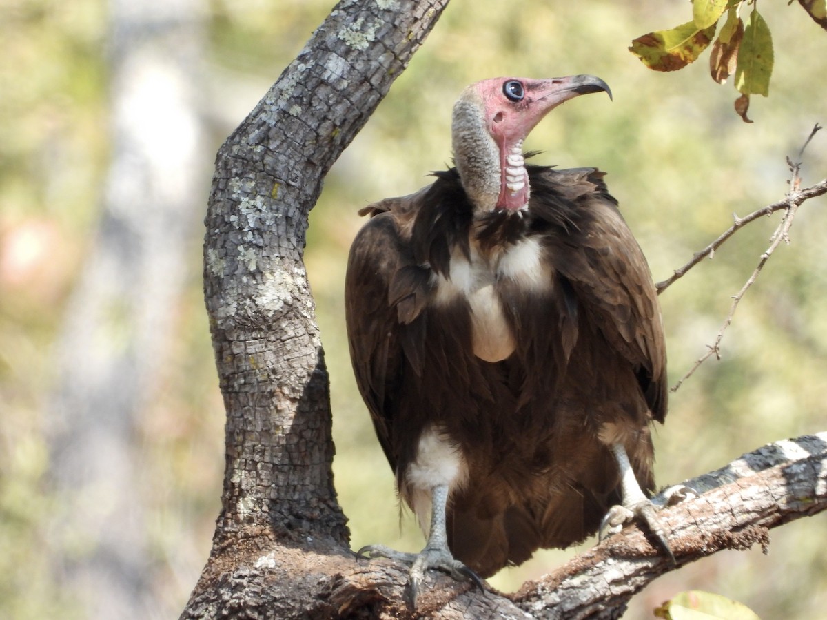 Hooded Vulture - GARY DOUGLAS