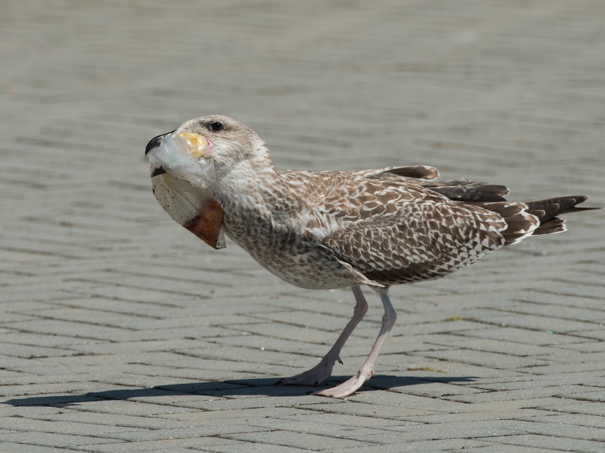 Yellow-legged/Lesser Black-backed Gull - ML360033101