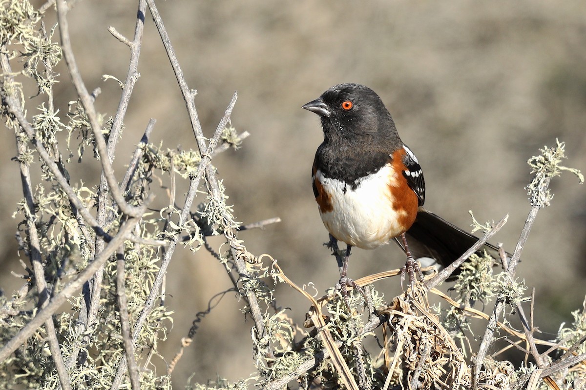 Spotted Towhee - ML360034431