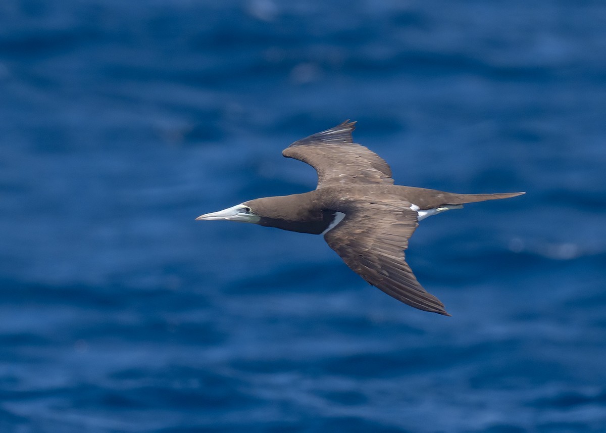 Brown Booby - ML360035761