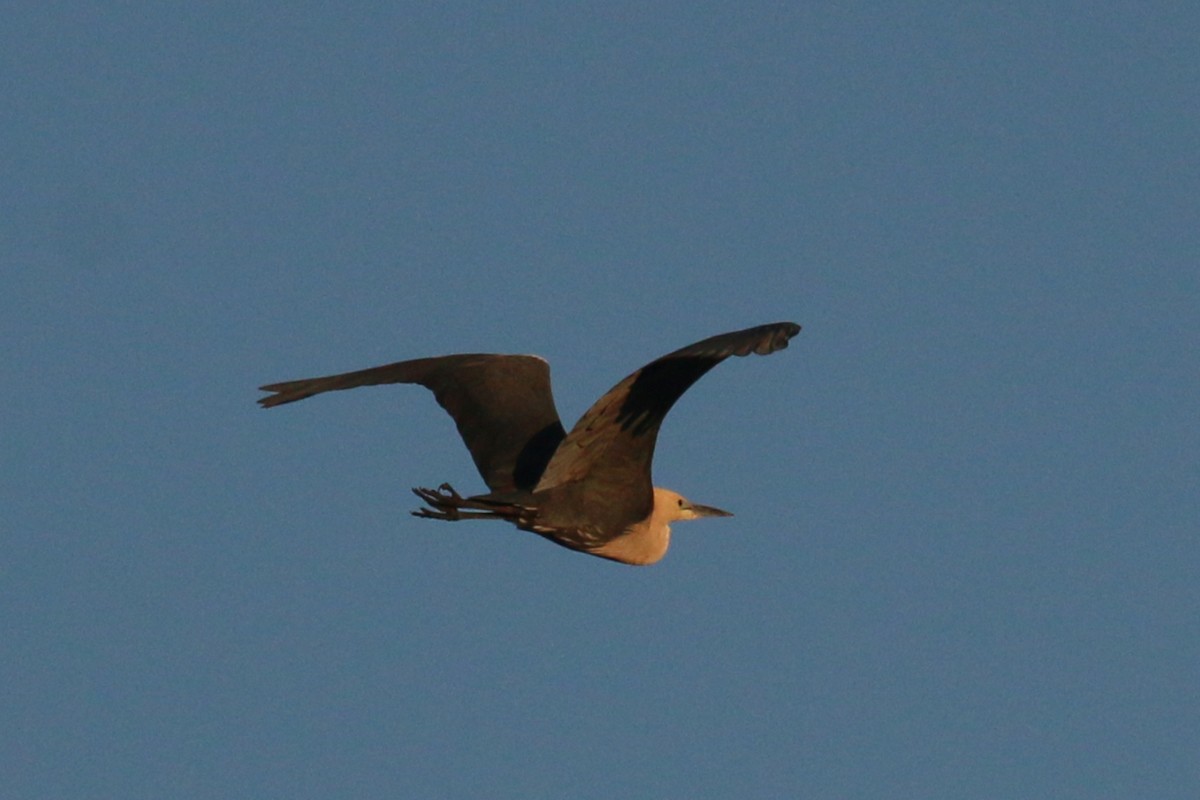 Pacific Heron - Leith Woodall