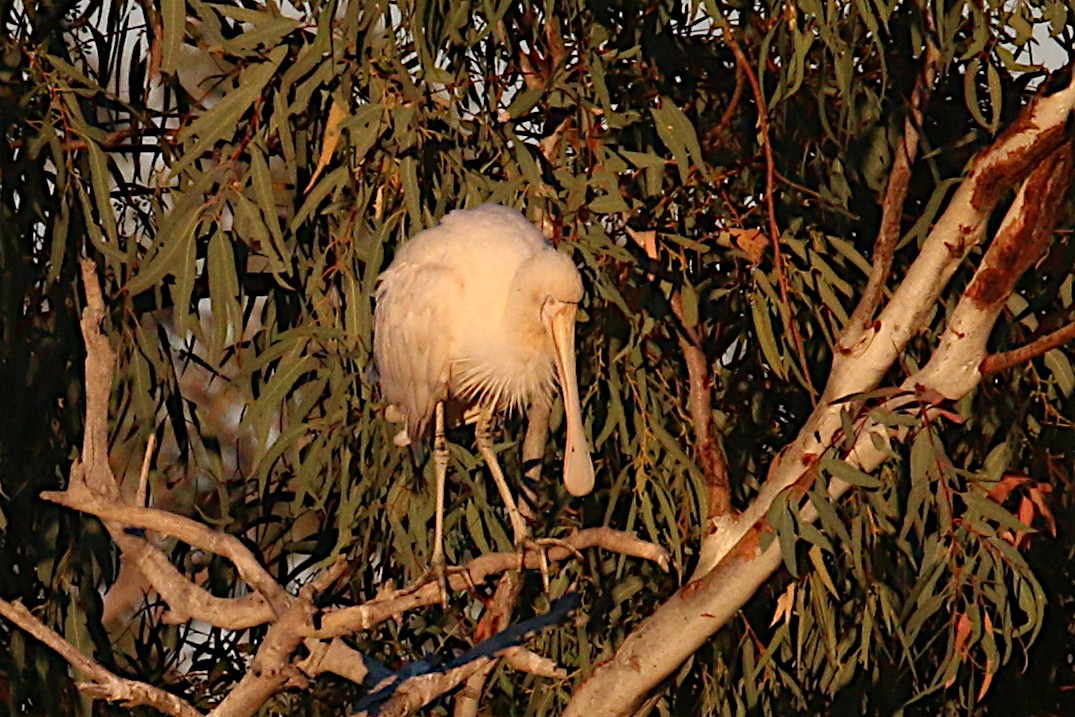 Yellow-billed Spoonbill - Leith Woodall