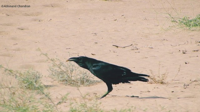 Brown-necked Raven - ML360039251
