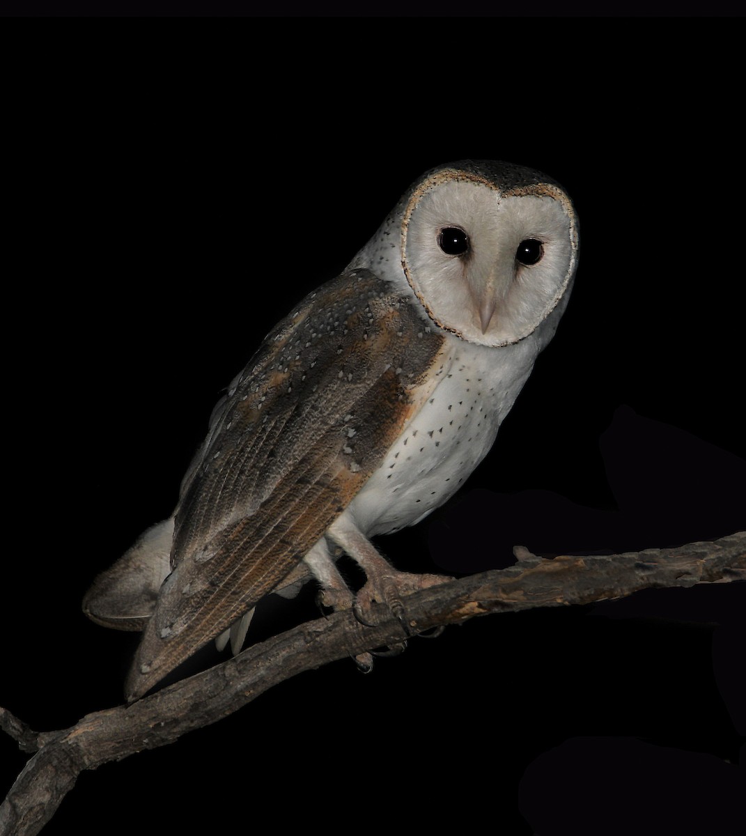 Barn Owl - Michael Daley