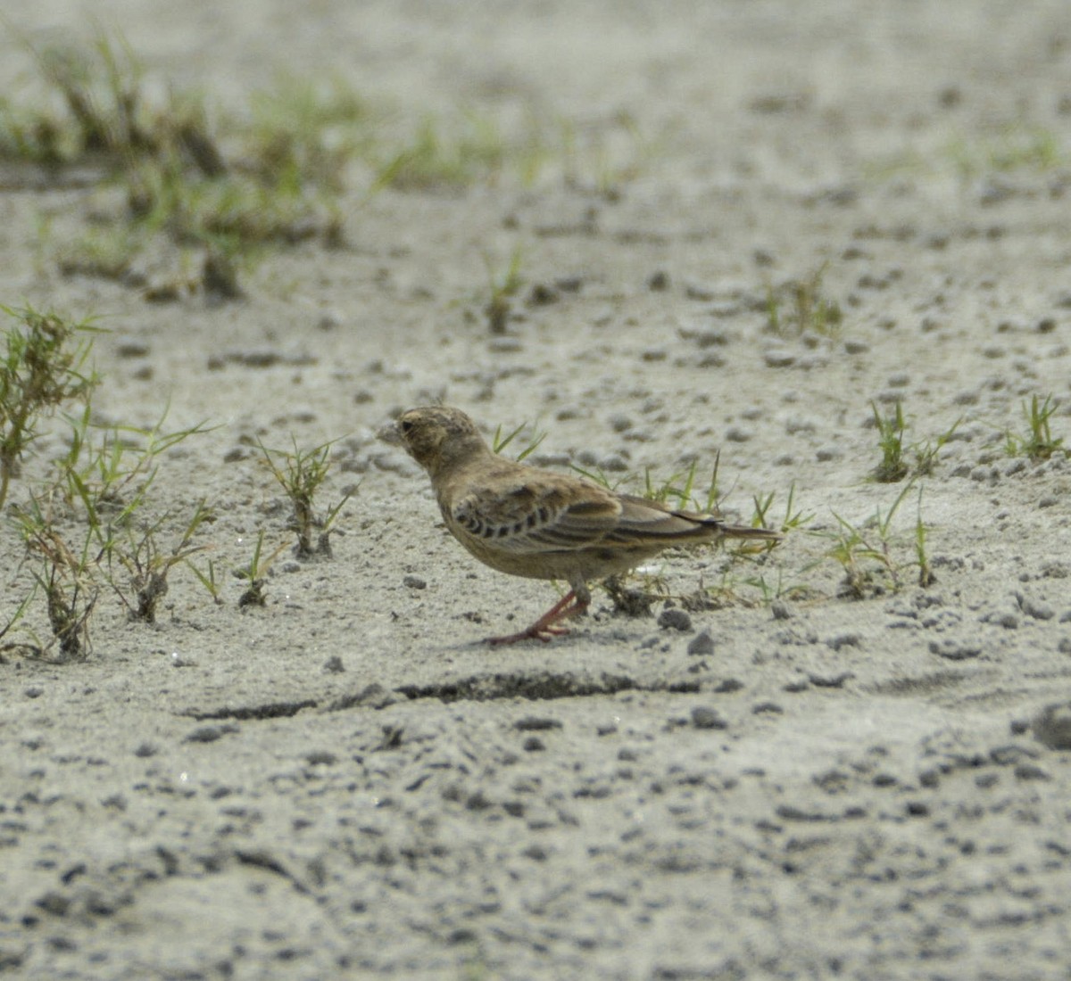 Ashy-crowned Sparrow-Lark - ML360049291
