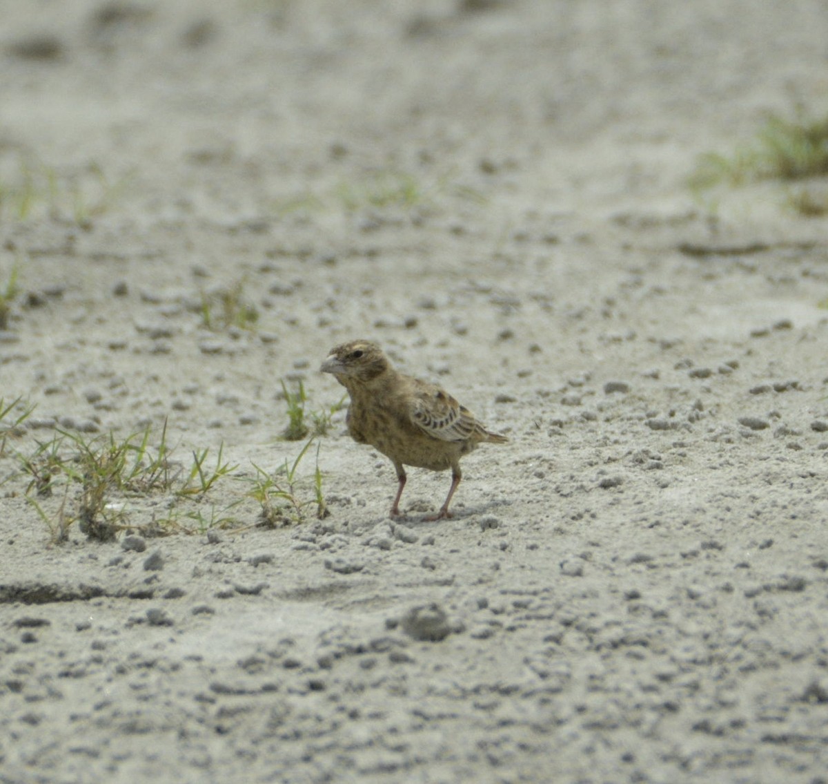 Ashy-crowned Sparrow-Lark - ML360049301