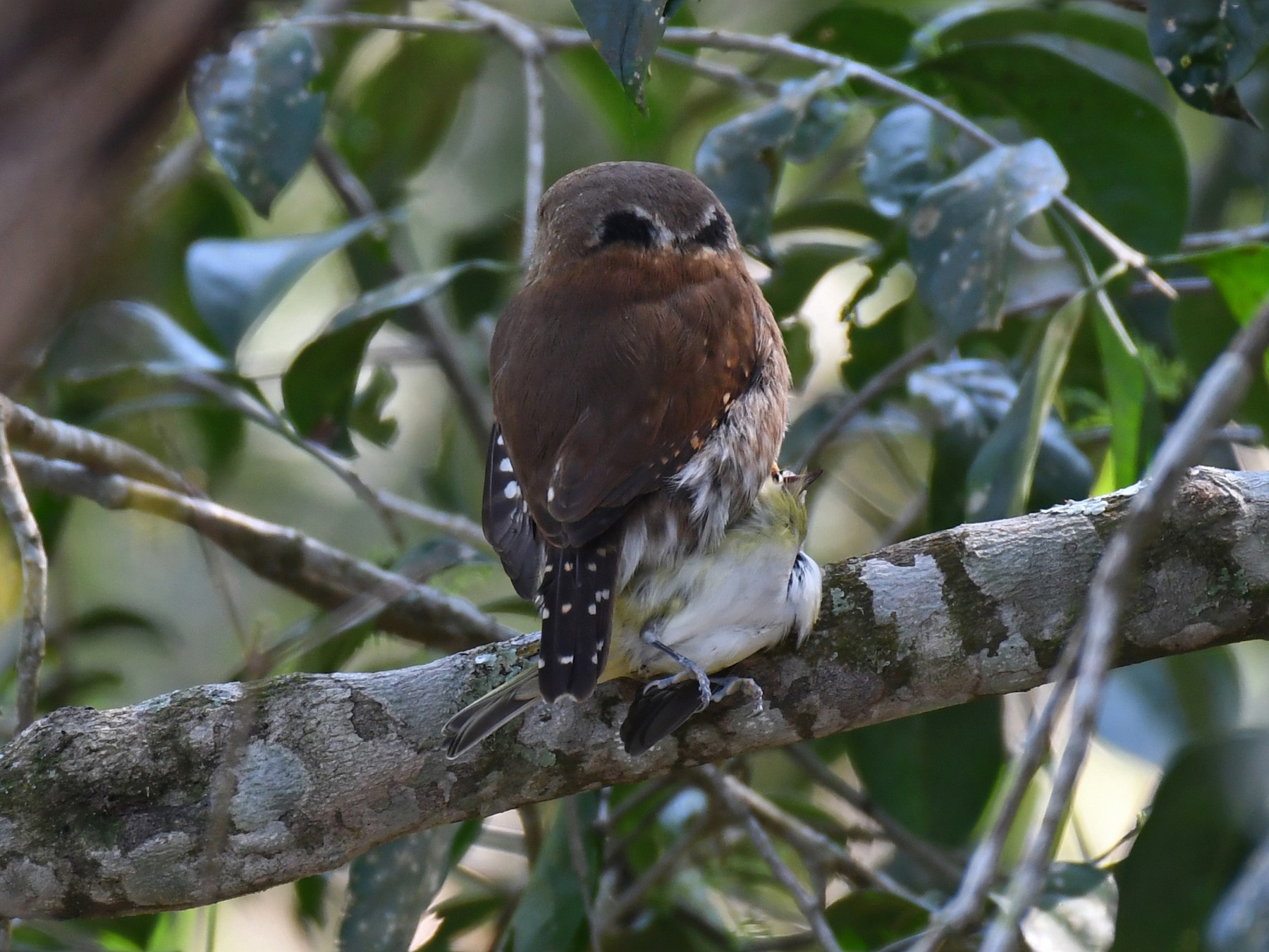 メキシコスズメフクロウ Ebird