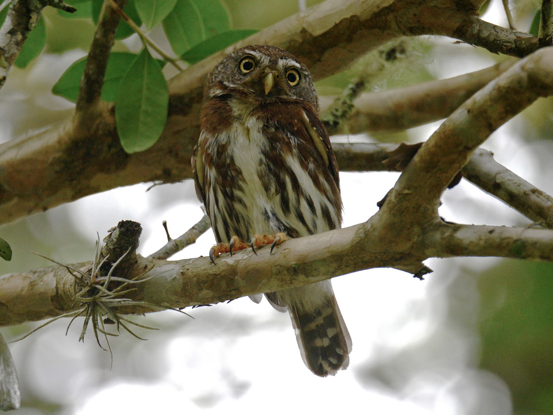 Tamaulipas Pygmy-Owl - Alan Van Norman