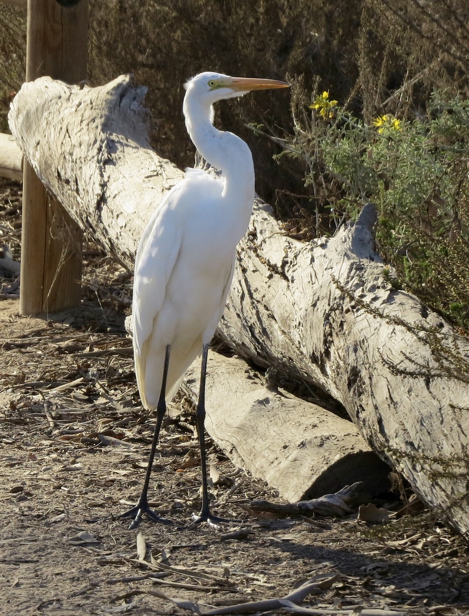 Great Egret - Terry Hill