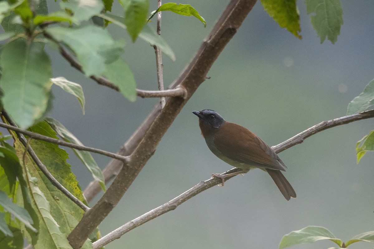 Red-throated Alethe - ML360059101