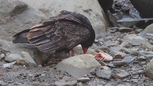 Turkey Vulture - ML360059171