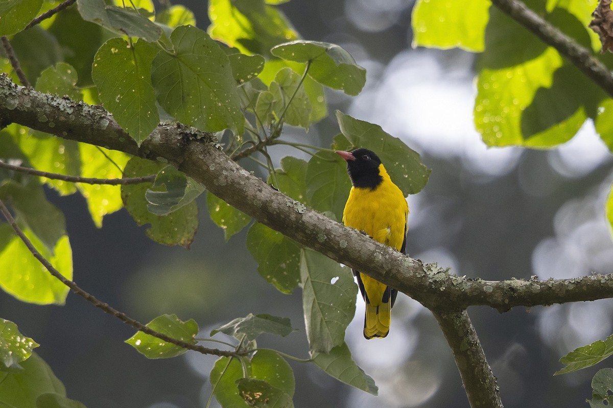 Black-tailed Oriole - Niall D Perrins